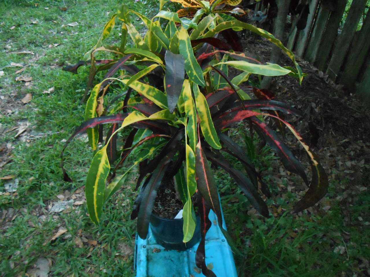 Trinidad Interumptum 3.JPG