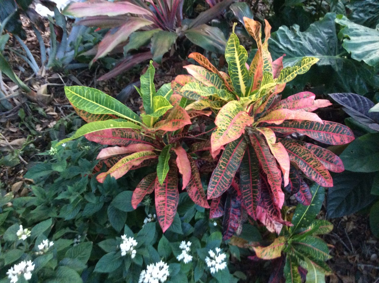 Unnamed Seedling from Ron.JPG