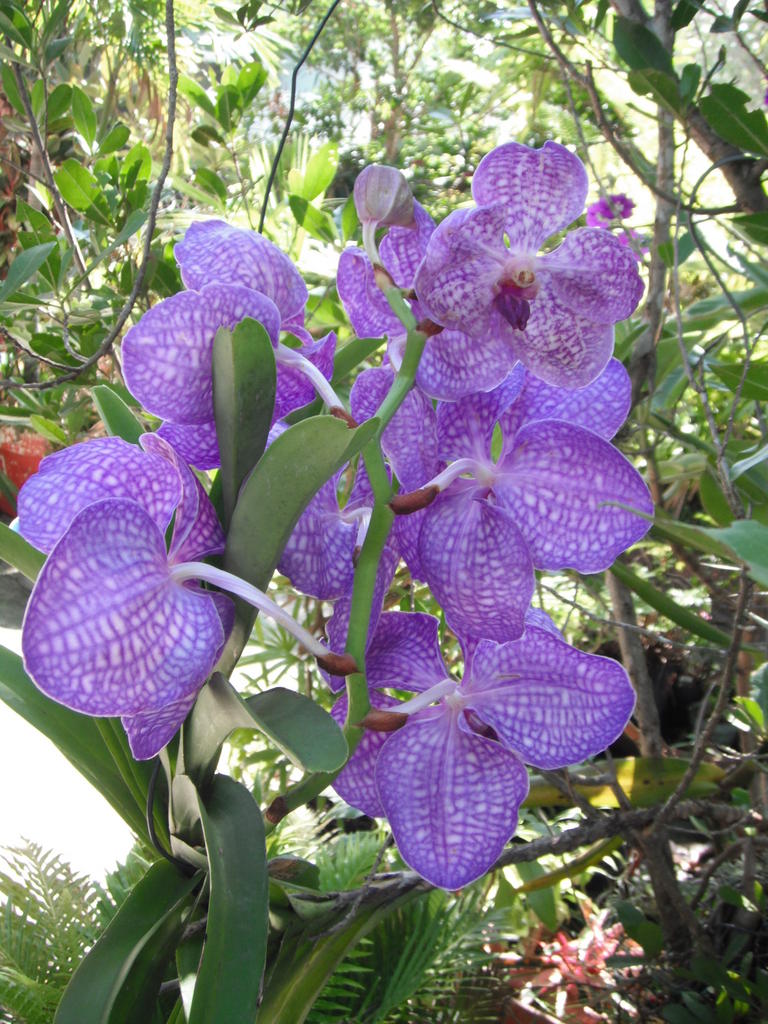 Vanda (2).jpg