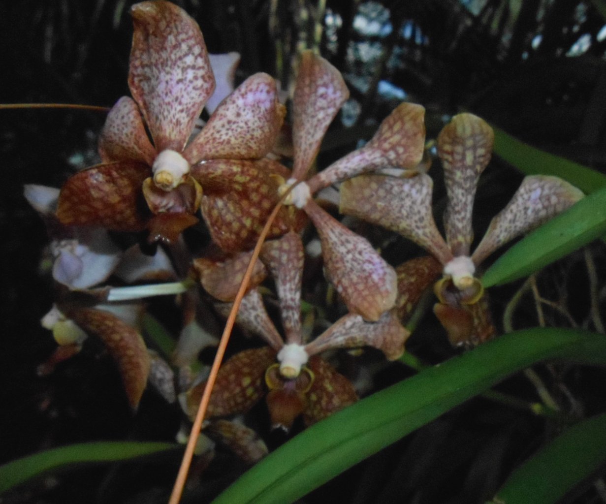 Vanda 3.JPG