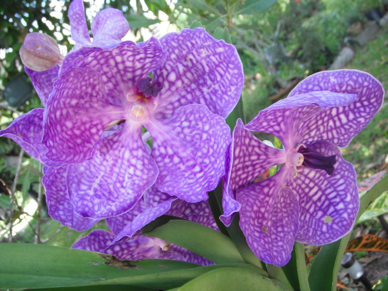 Vanda.jpg