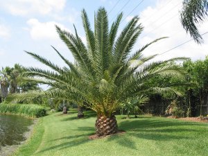 Crawfordville Canary Island Date Palm_JPG.jpg