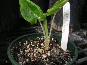 4-18-08- 017.jpg
