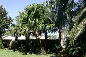 IMG_2816.jpg