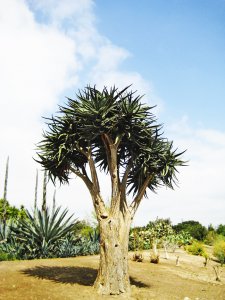 IMG_4525.JPG