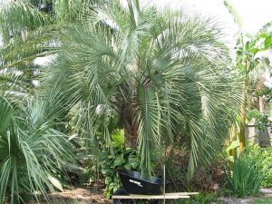 palm island Pindo palm_JPG.jpg