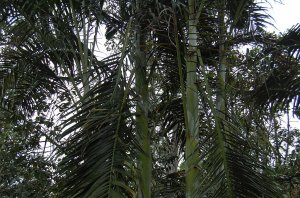 DSC_0001.jpg