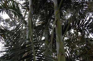 DSC_0006.jpg