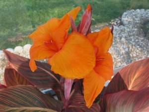 Canna Lilly.jpg