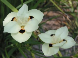 pair of African Iris blooms.jpg