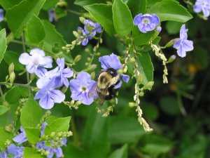 Bumble Bee 5.jpg
