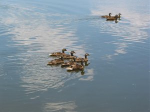 Ducks 5.jpg