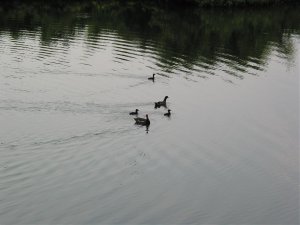 Moore hens on pond 4 .jpg