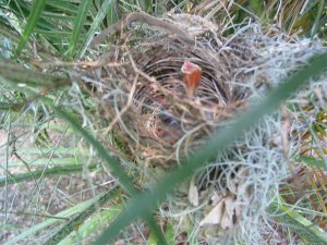 Baby Cardinals.jpg