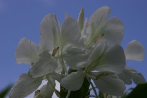 picresized_th_IMG_6908.jpg