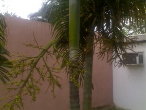 11112008131-1.jpg