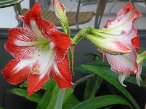picresized_th_1236127917_Amaryllis.jpg