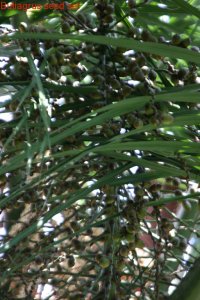 picresized_1238973951_IMG_6659.jpg