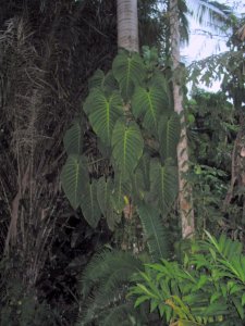 IMG_4242.JPG