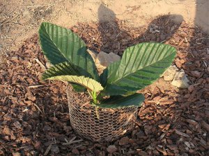 Ficus damaropsis 9-07 002.jpg