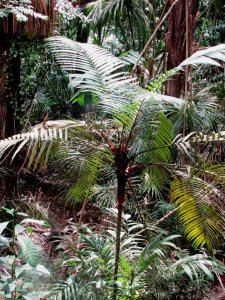 Bactris under canopy.jpg