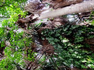 Philo buriti grove.jpg