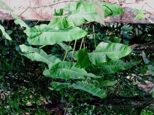 Philo tree.jpg
