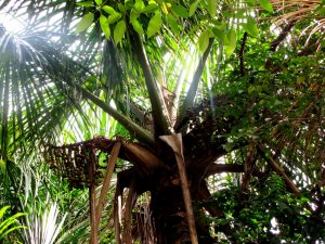 buriti fruta.jpg
