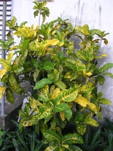 Croton #25b.jpg