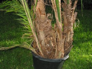 IMG_0681.jpg