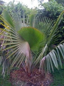 entire plant.jpg