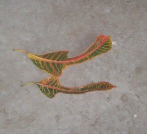 more crotons 009.jpg