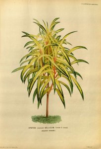 Bellulum 1871.jpg