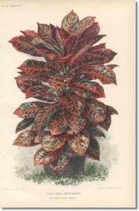 croton.jpg