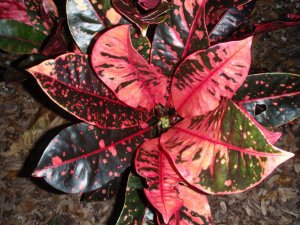 crotons virginia trip christmas2011 114.jpg