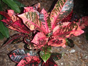 crotons virginia trip christmas2011 115.jpg