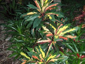 crotons virginia trip christmas2011 107.jpg