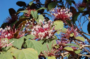 Clerodendrum quadriloculare 4.jpg