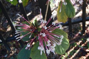 Clerodendrum quadriloculare 2.jpg