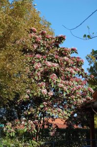 Clerodendrum quadriloculare.jpg