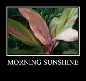 m.sunshine.jpg