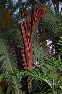 Macrocarpa 1.jpg