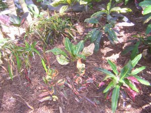 DSCN3706.jpg