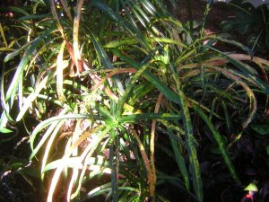 DSCN3719.jpg
