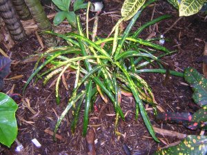 DSCN3720.jpg