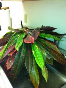 4-3-12 cutting1.JPG