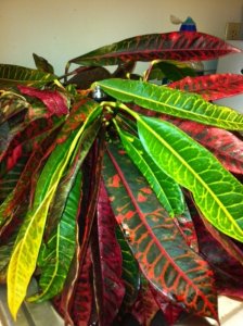 4-3-12 cutting.JPG