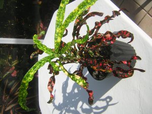 DSCN3785.jpg