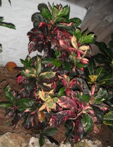 Pink Eburneum.JPG