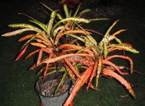 Golden Glow 2.JPG